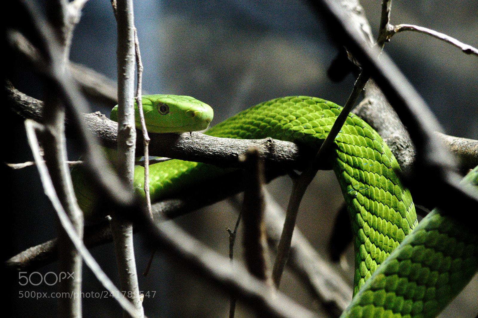 Nikon D3200 sample photo. Green viper photography