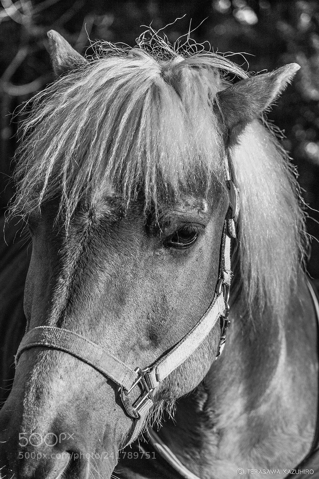 Canon EOS 500D (EOS Rebel T1i / EOS Kiss X3) sample photo. Pony photography