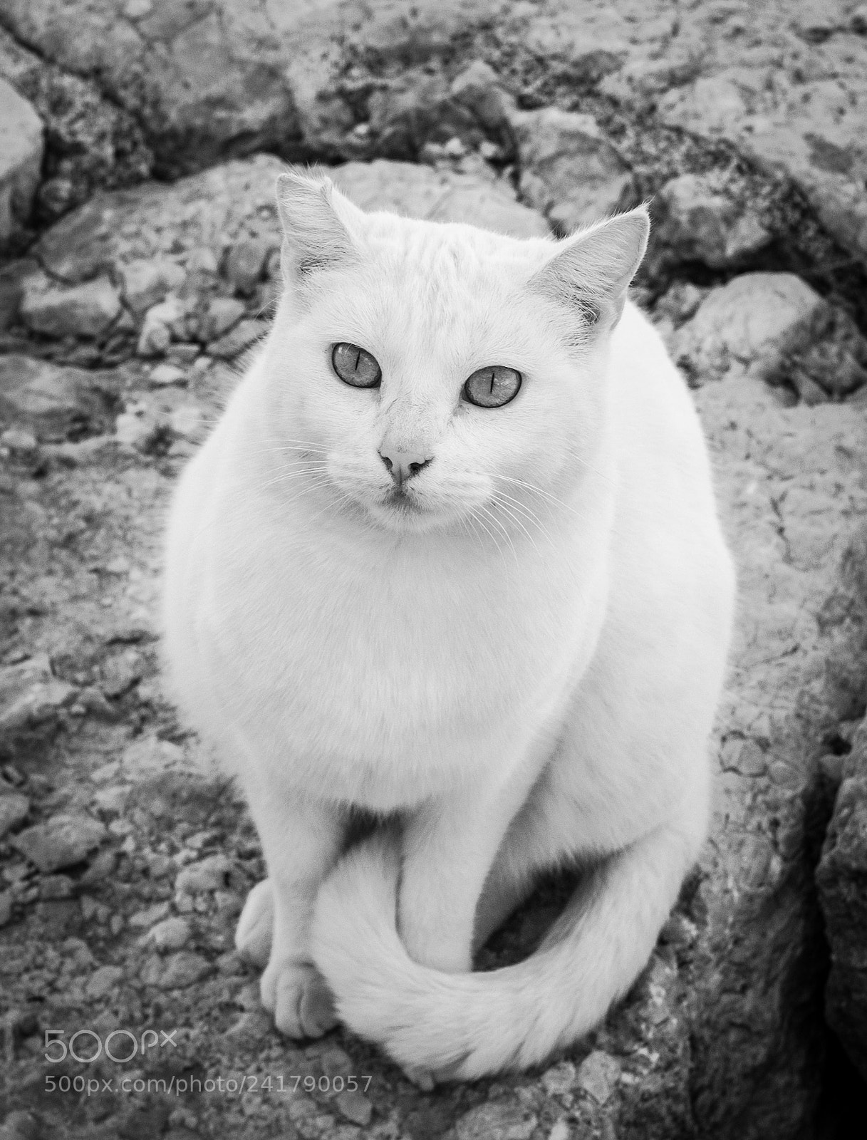 Sony SLT-A37 sample photo. Lucky cat photography
