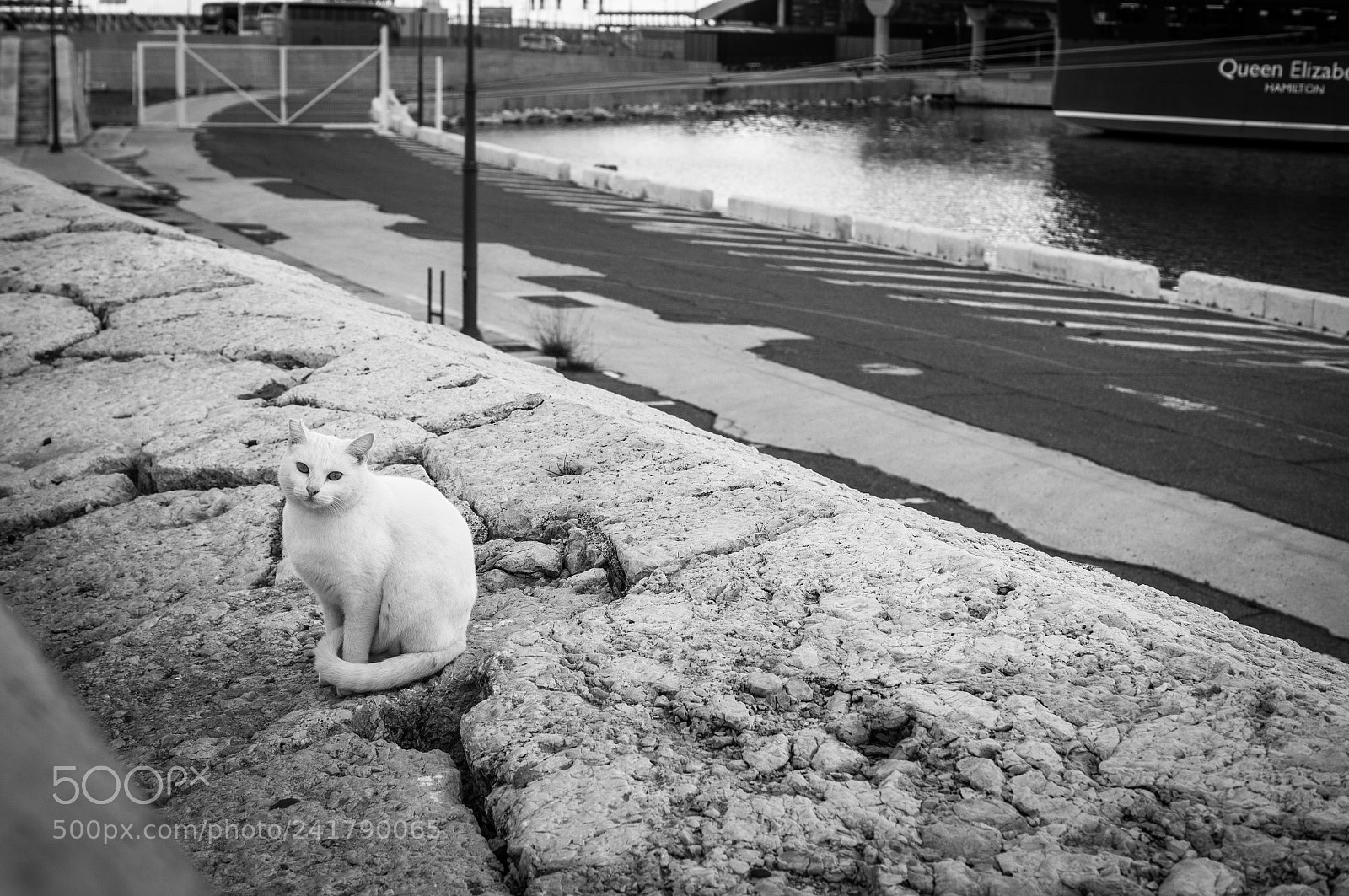 Sony SLT-A37 sample photo. A cat on a photography