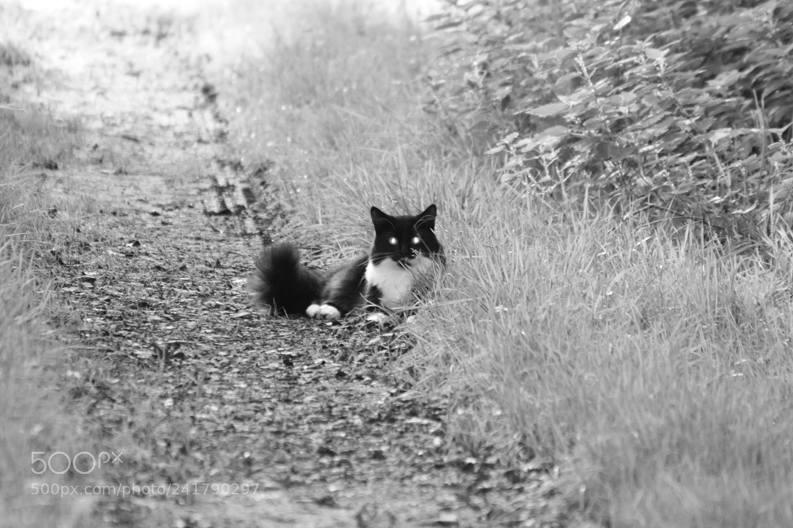 Canon EOS 450D (EOS Rebel XSi / EOS Kiss X2) sample photo. Black and white cat photography