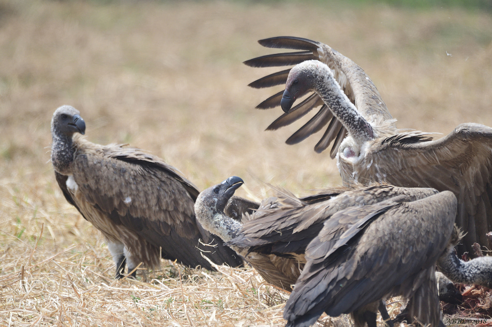 Nikon D500 sample photo. Fight of african vultures photography