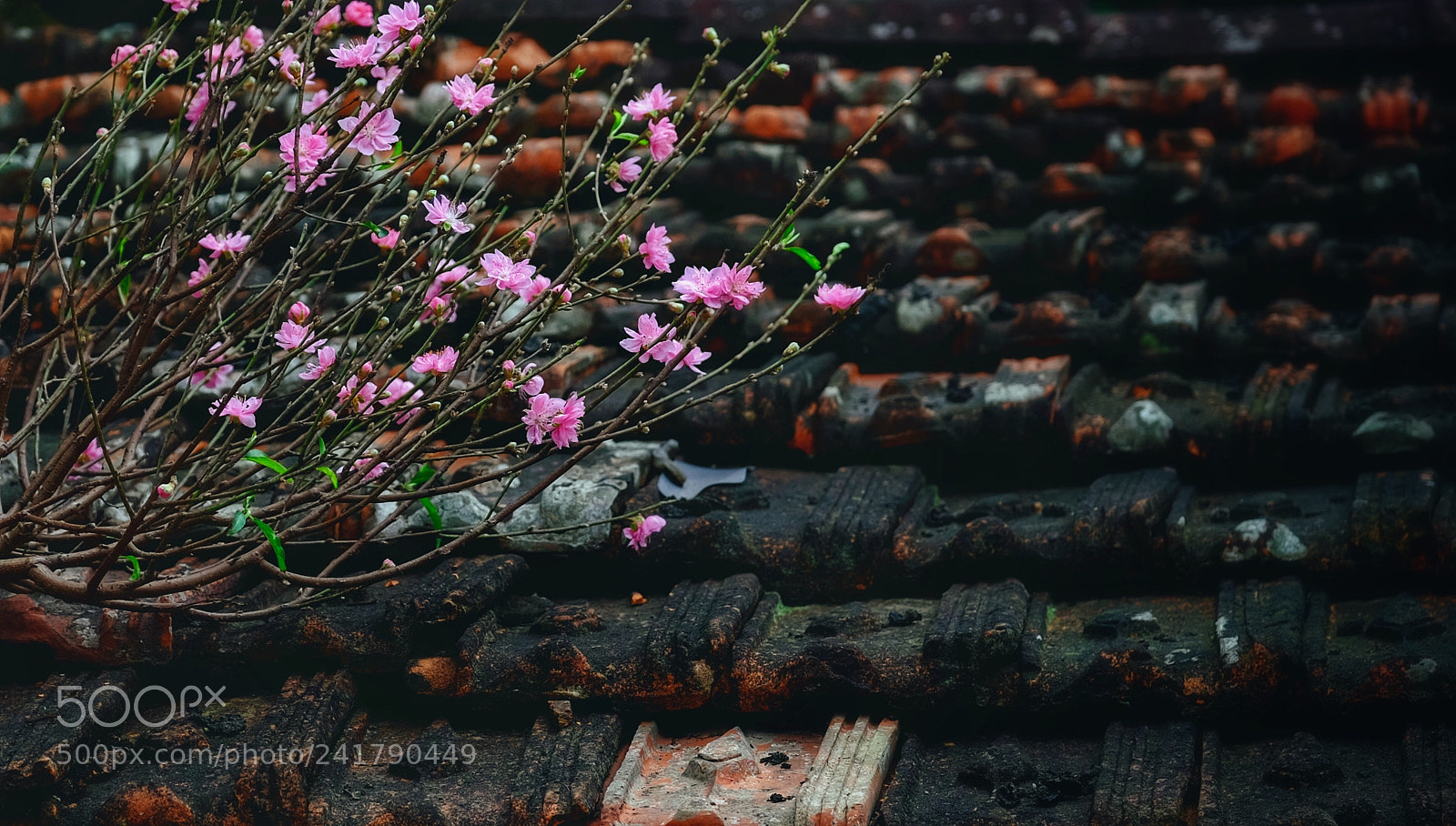 Fujifilm X-E2S sample photo. Untitled photography
