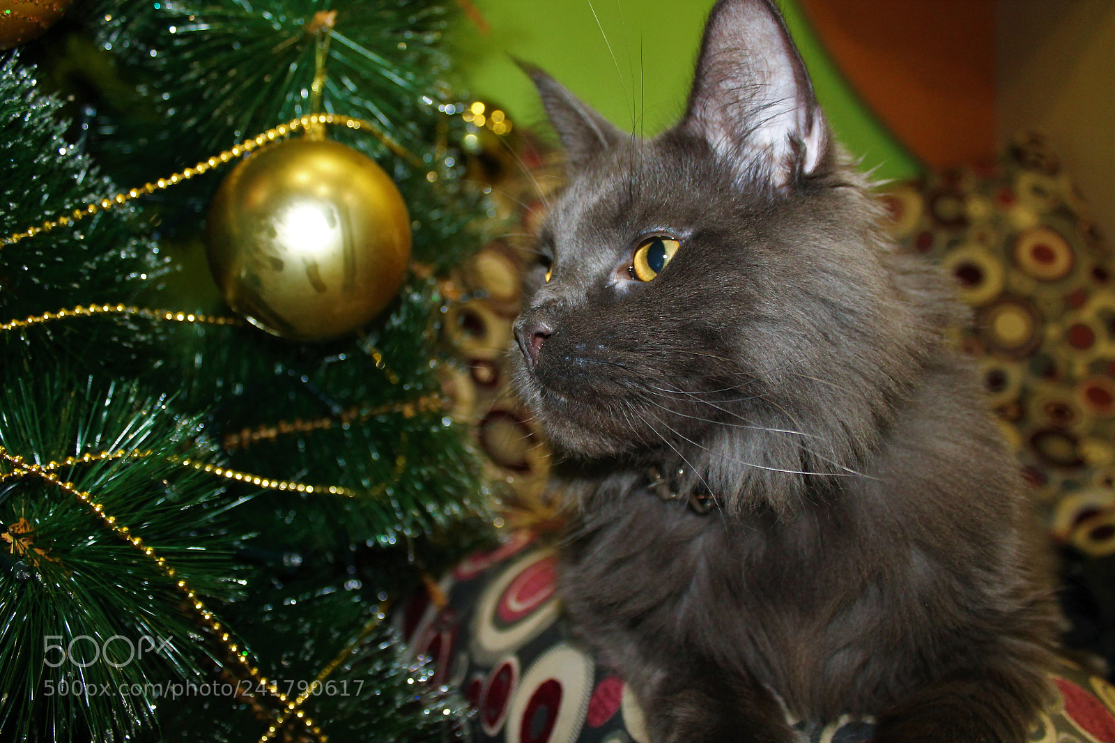 Canon EOS 1100D (EOS Rebel T3 / EOS Kiss X50) sample photo. So, new year not photography