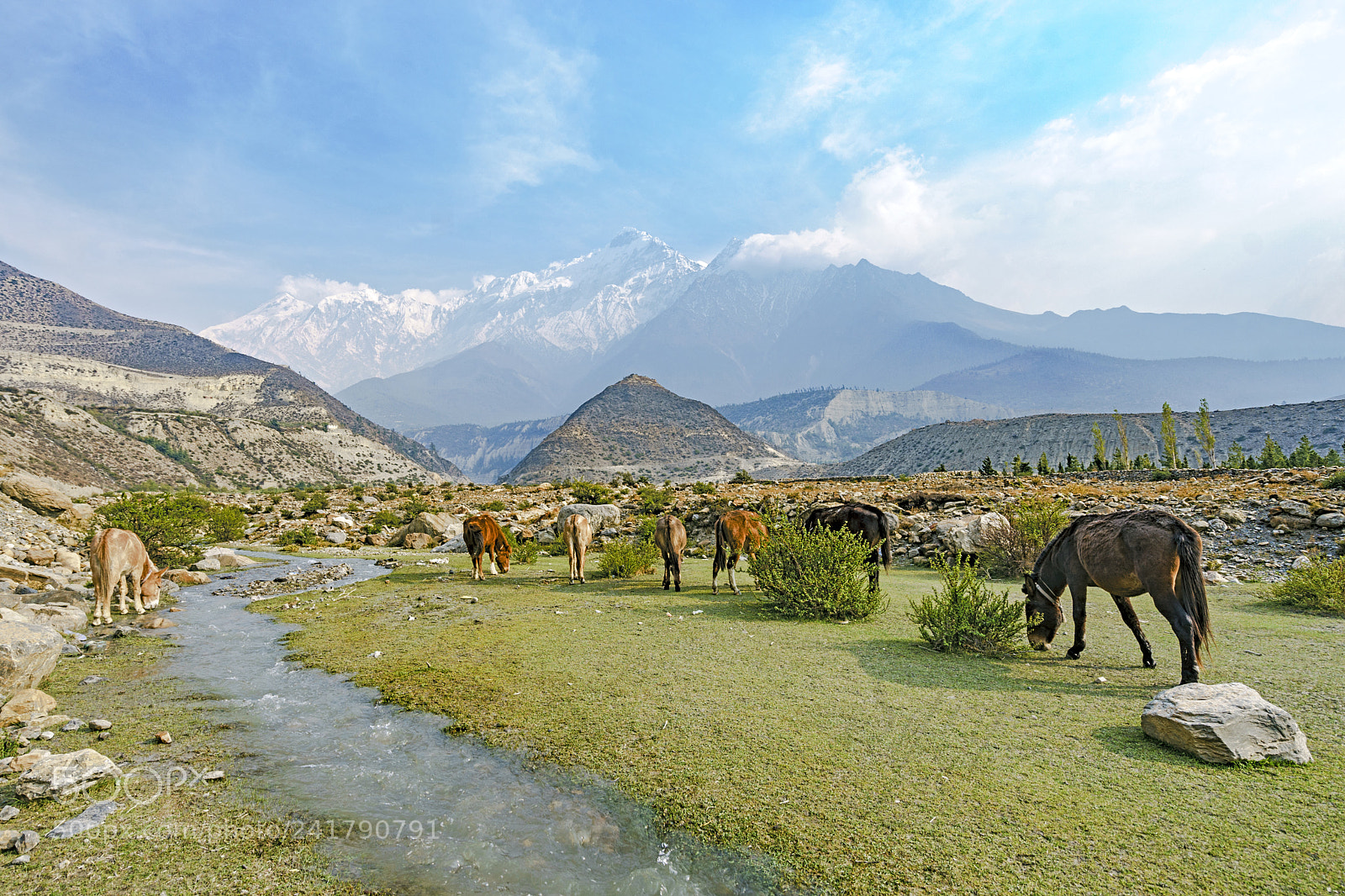 Sony a7 II sample photo. Horses at jomsom photography