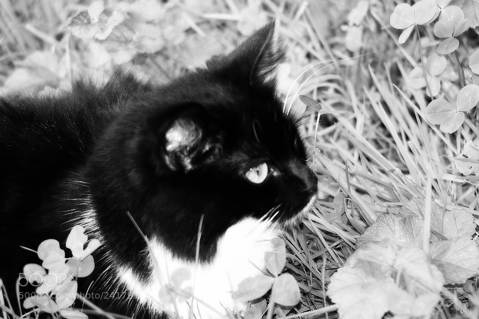 Canon EOS 450D (EOS Rebel XSi / EOS Kiss X2) sample photo. Black and white cat photography