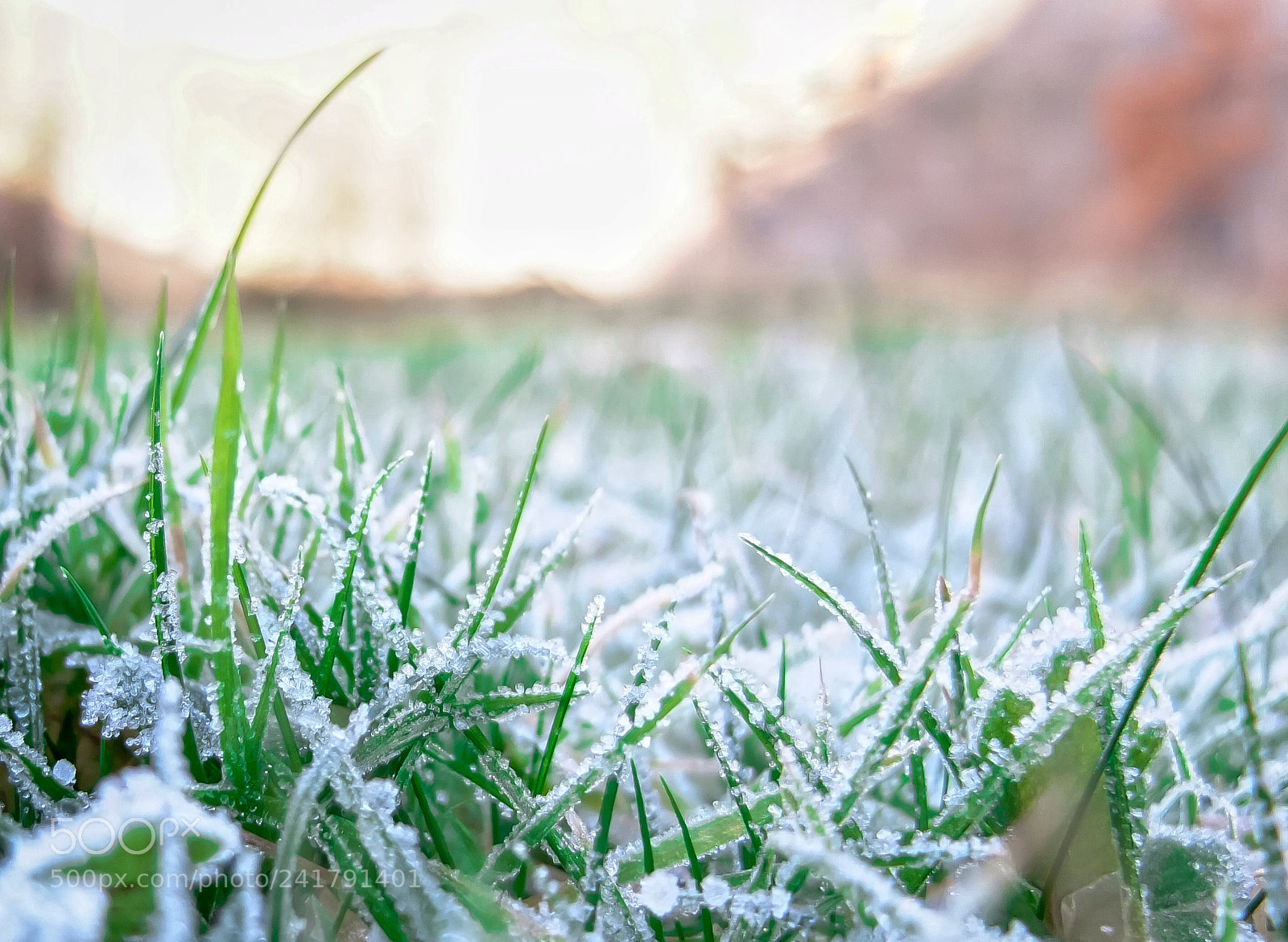 Fujifilm X10 sample photo. Frosty morning photography