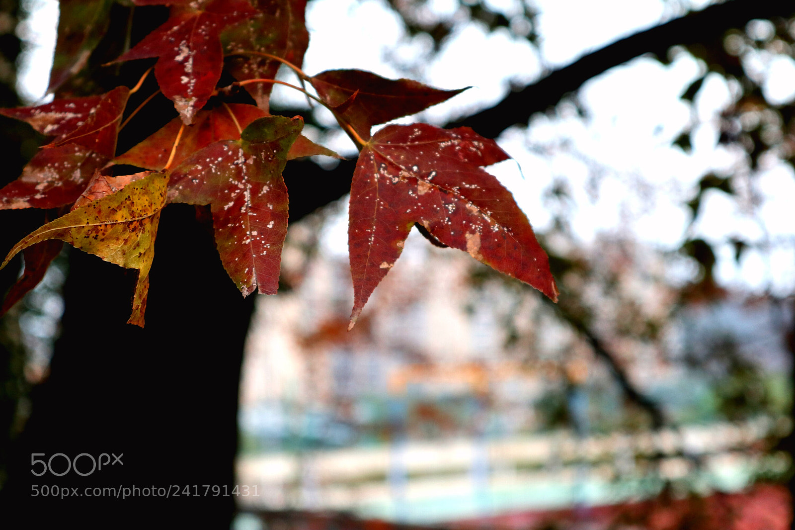 Canon EOS M100 sample photo. Maple leaves photography