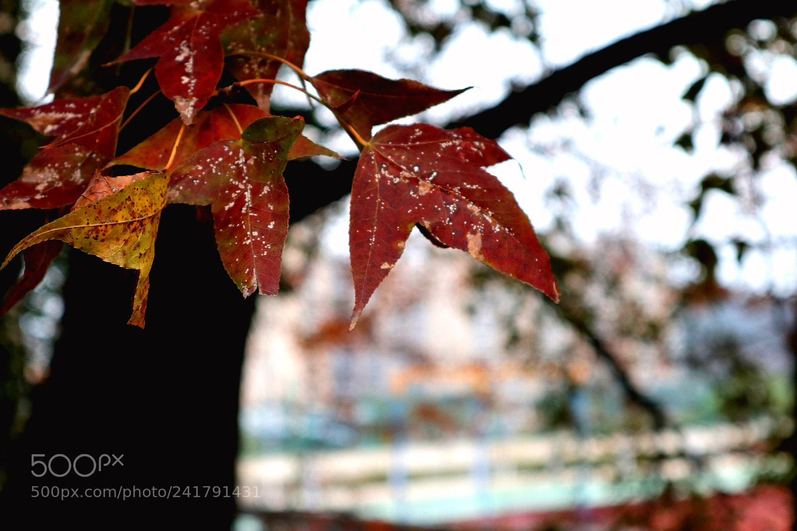 Canon EOS M100 sample photo. Maple leaves photography
