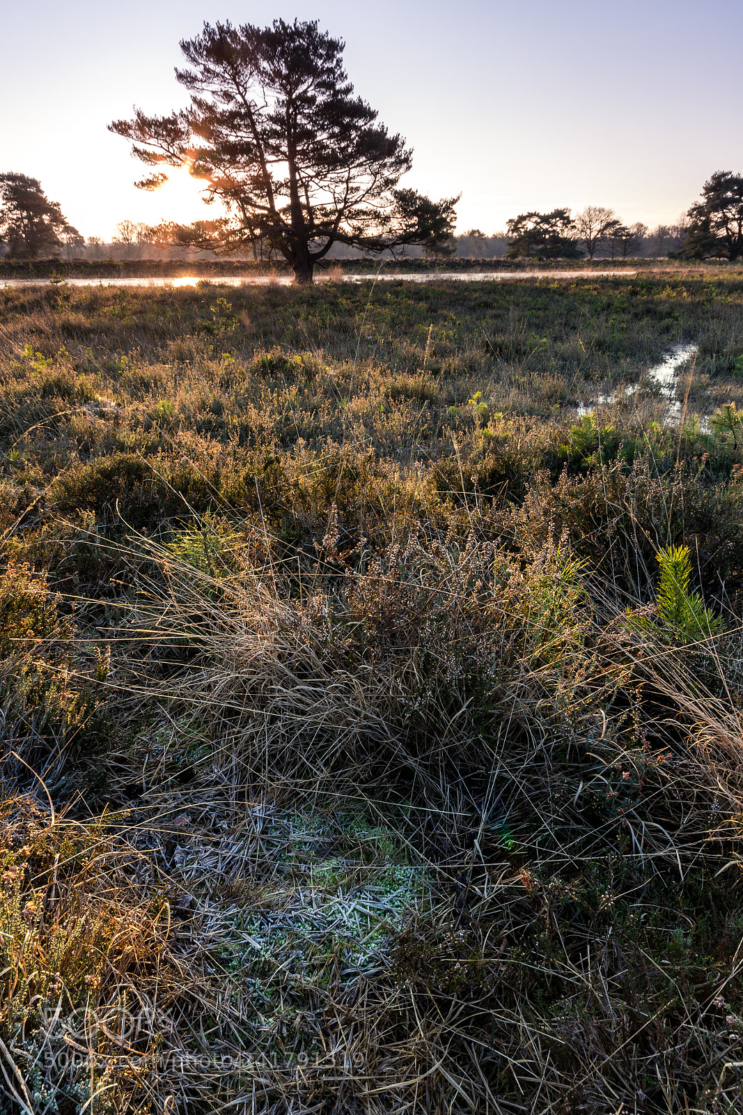 Pentax K-5 sample photo. Oak photography