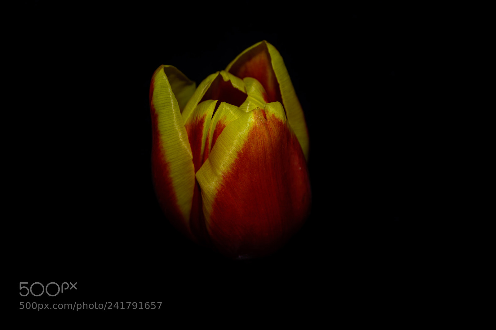 Nikon D7100 sample photo. Colorful tulip.   photography
