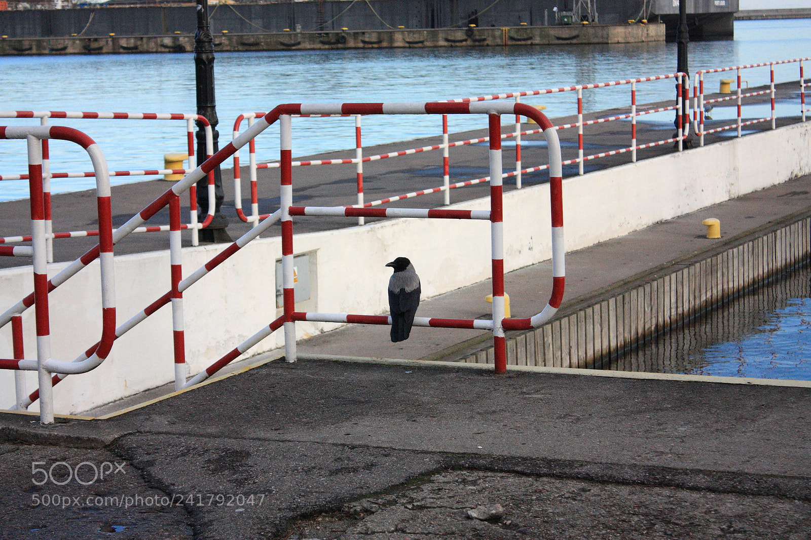 Canon EF-S 18-55mm F3.5-5.6 IS sample photo. Bird photography