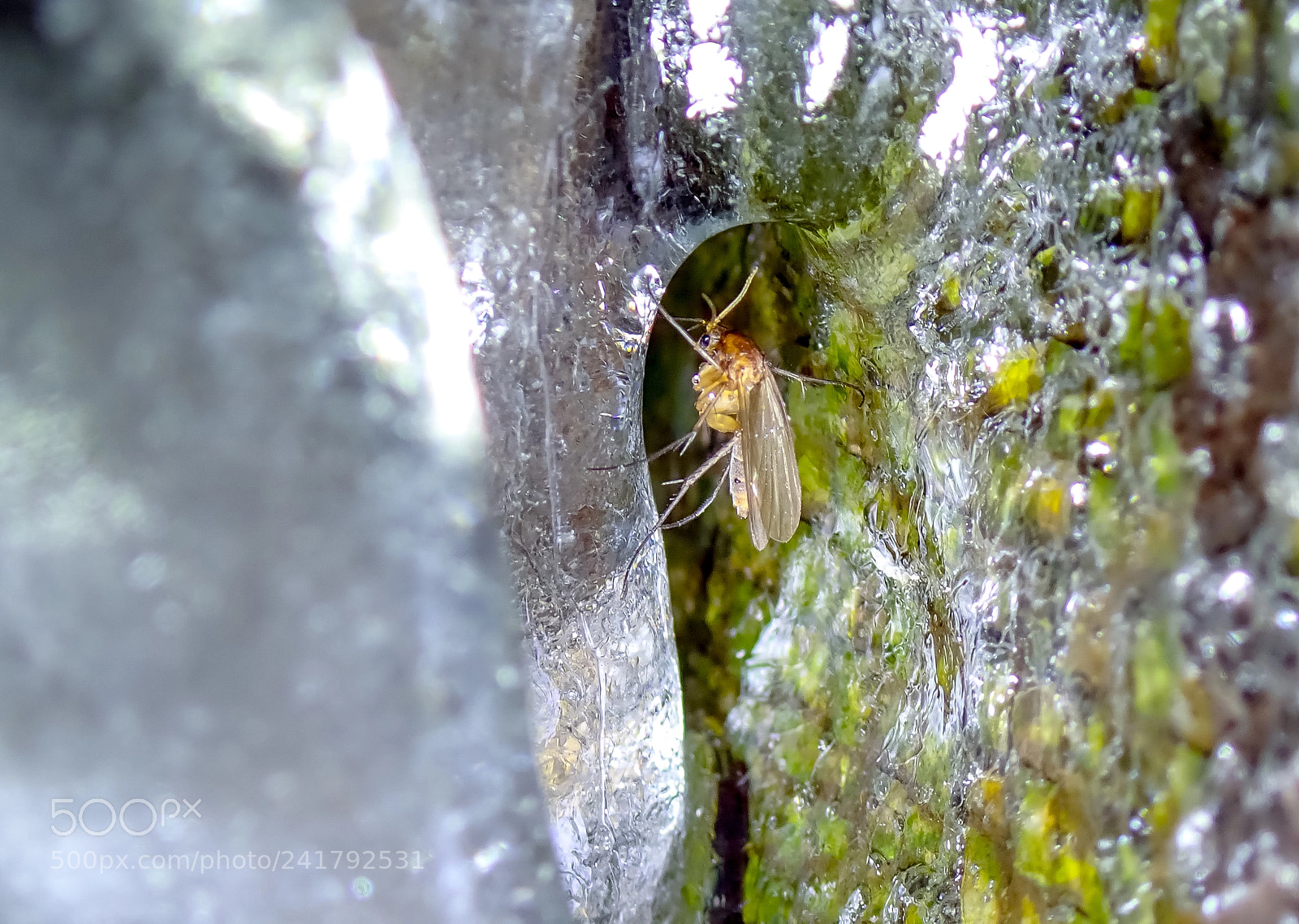 Olympus TG-5 sample photo. Winter in lithuania photography