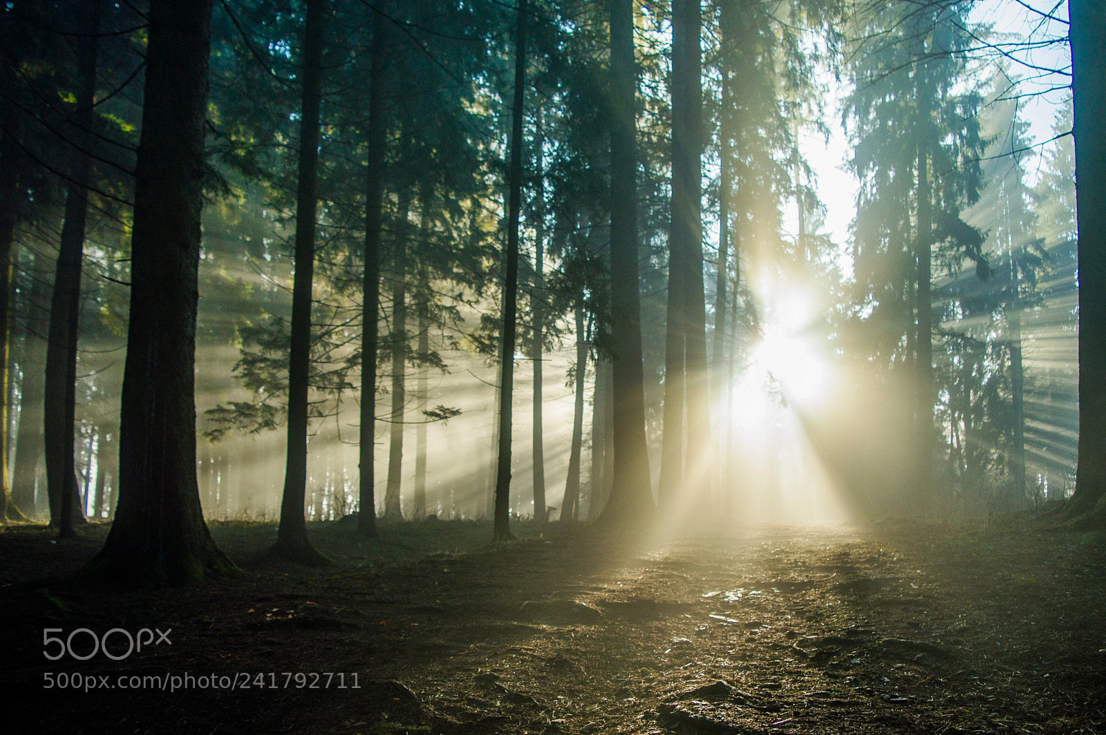 Nikon D3200 sample photo. Sun photography