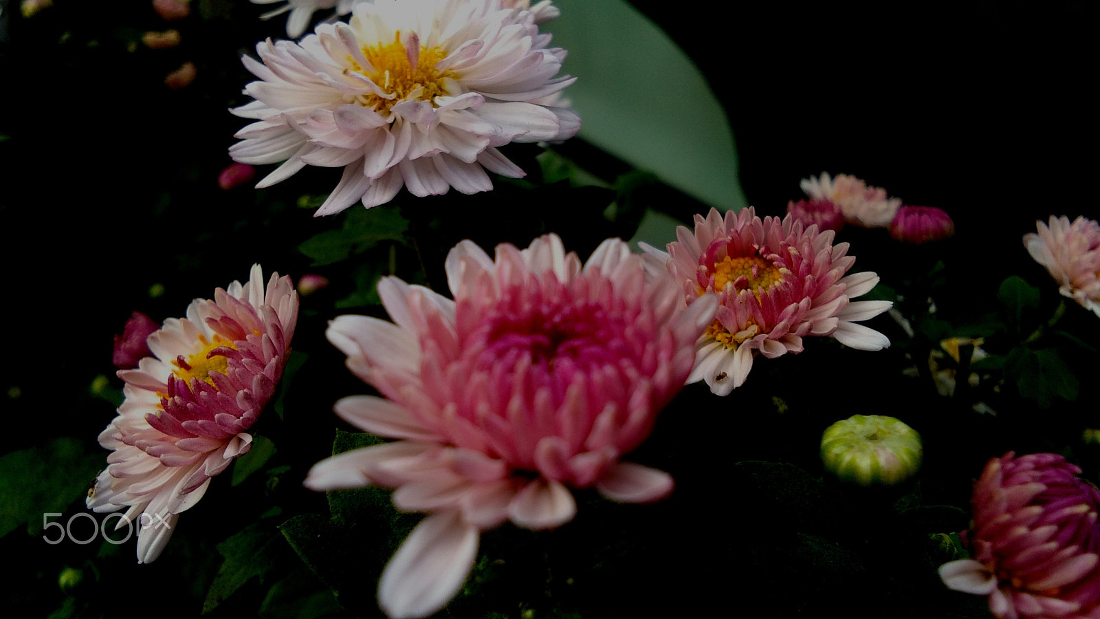 vivo Y53 sample photo. Garden plant photography