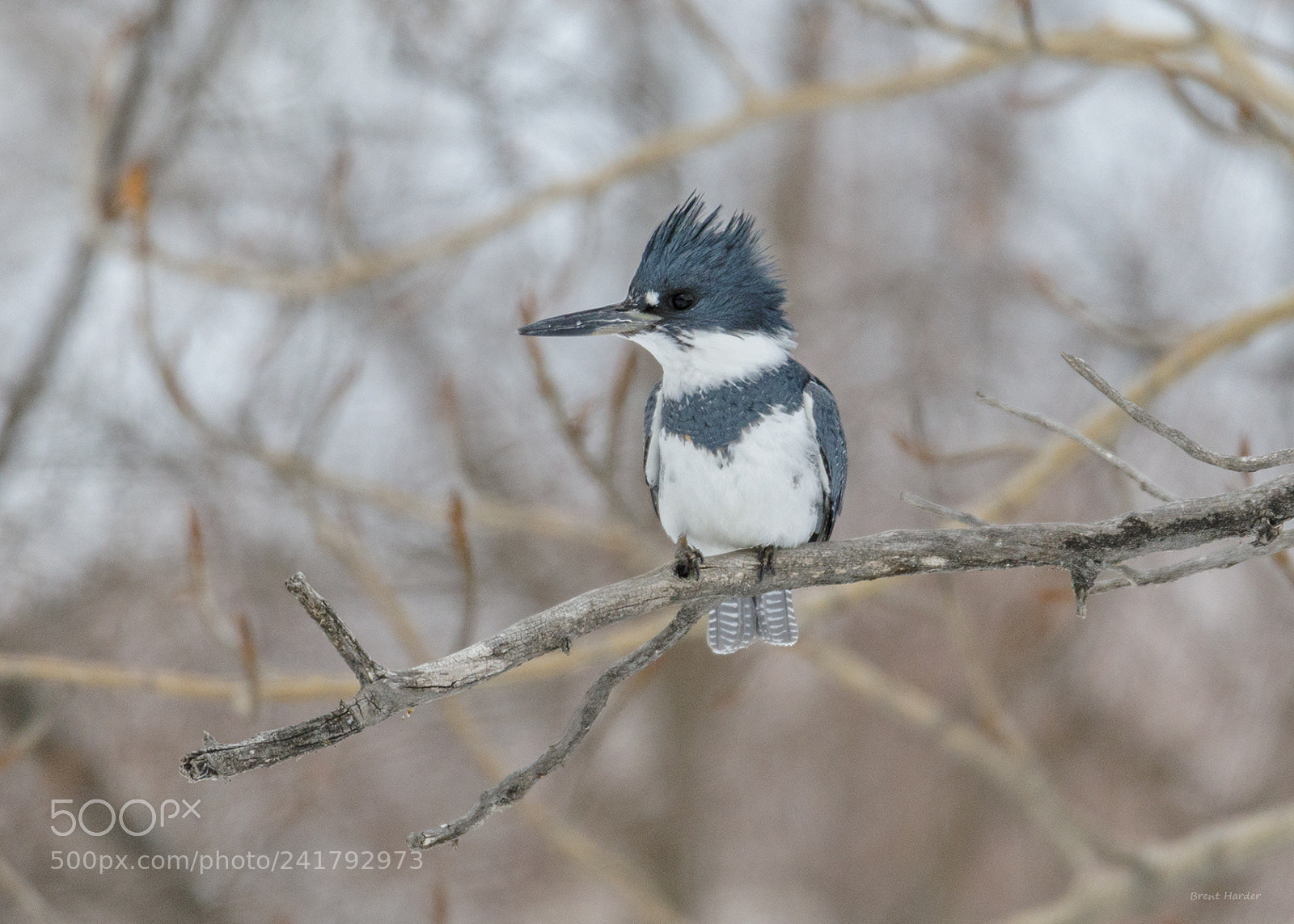 Canon EOS sample photo. Belted kingfisher photography
