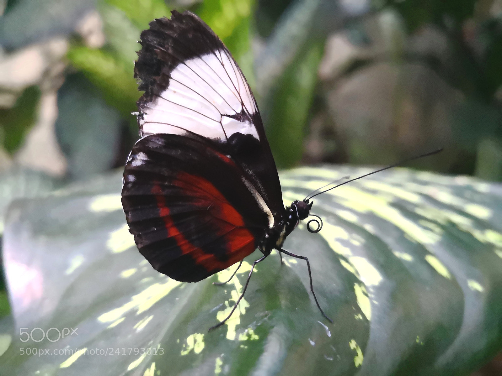HUAWEI Mate 10 Pro sample photo. Untitled photography