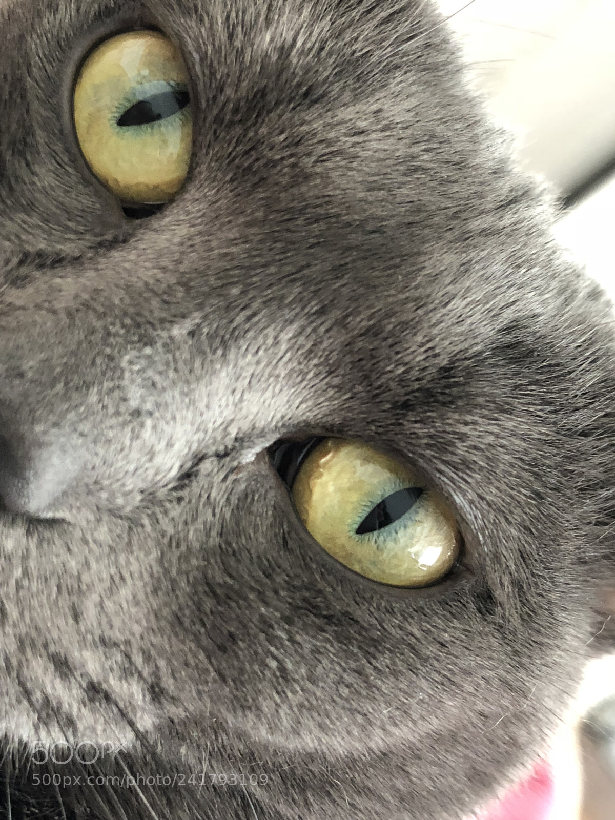 Apple iPhone 8 Plus sample photo. Animal photography