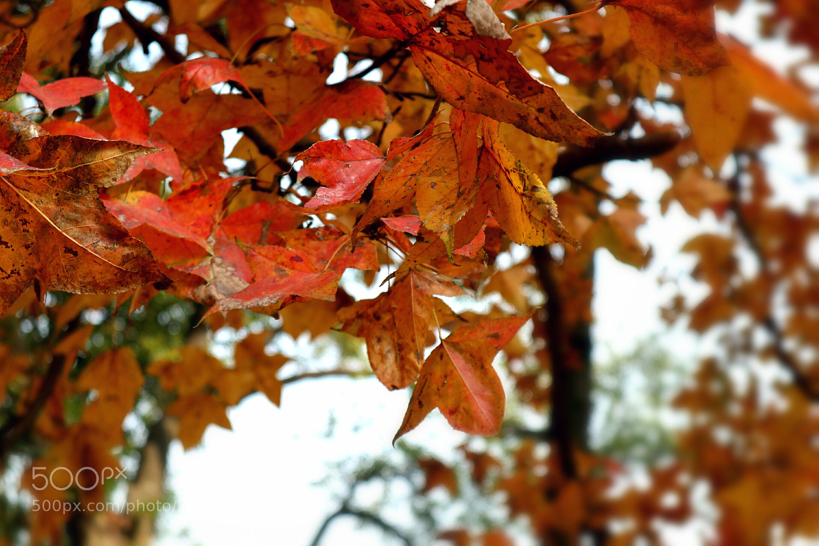 Canon EOS M100 sample photo. Maple leaves  photography