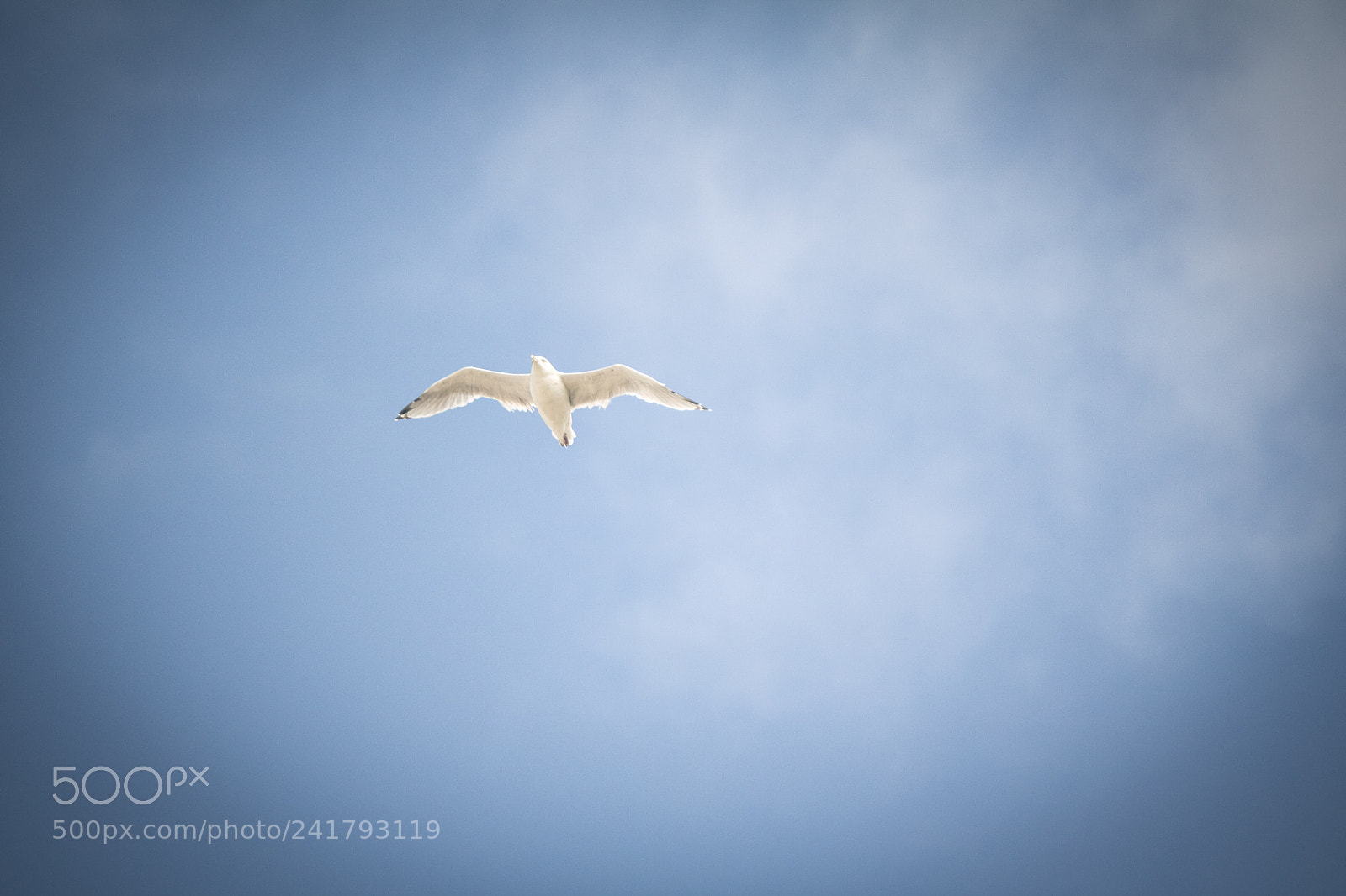 Canon EOS 760D (EOS Rebel T6s / EOS 8000D) sample photo. Seagull photography