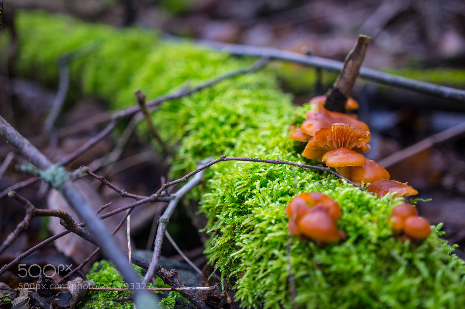 Nikon D7200 sample photo. Lecker baumpilz photography