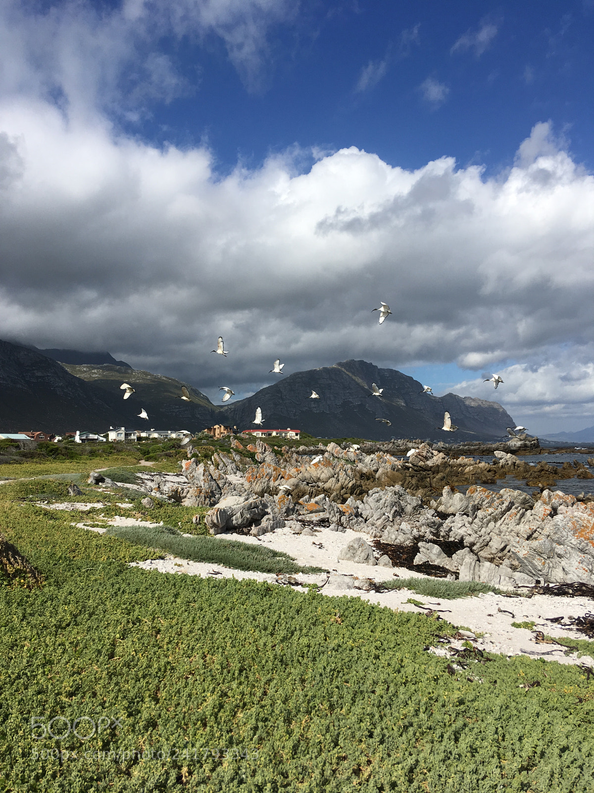 Apple iPhone SE sample photo. Betty’s bay photography