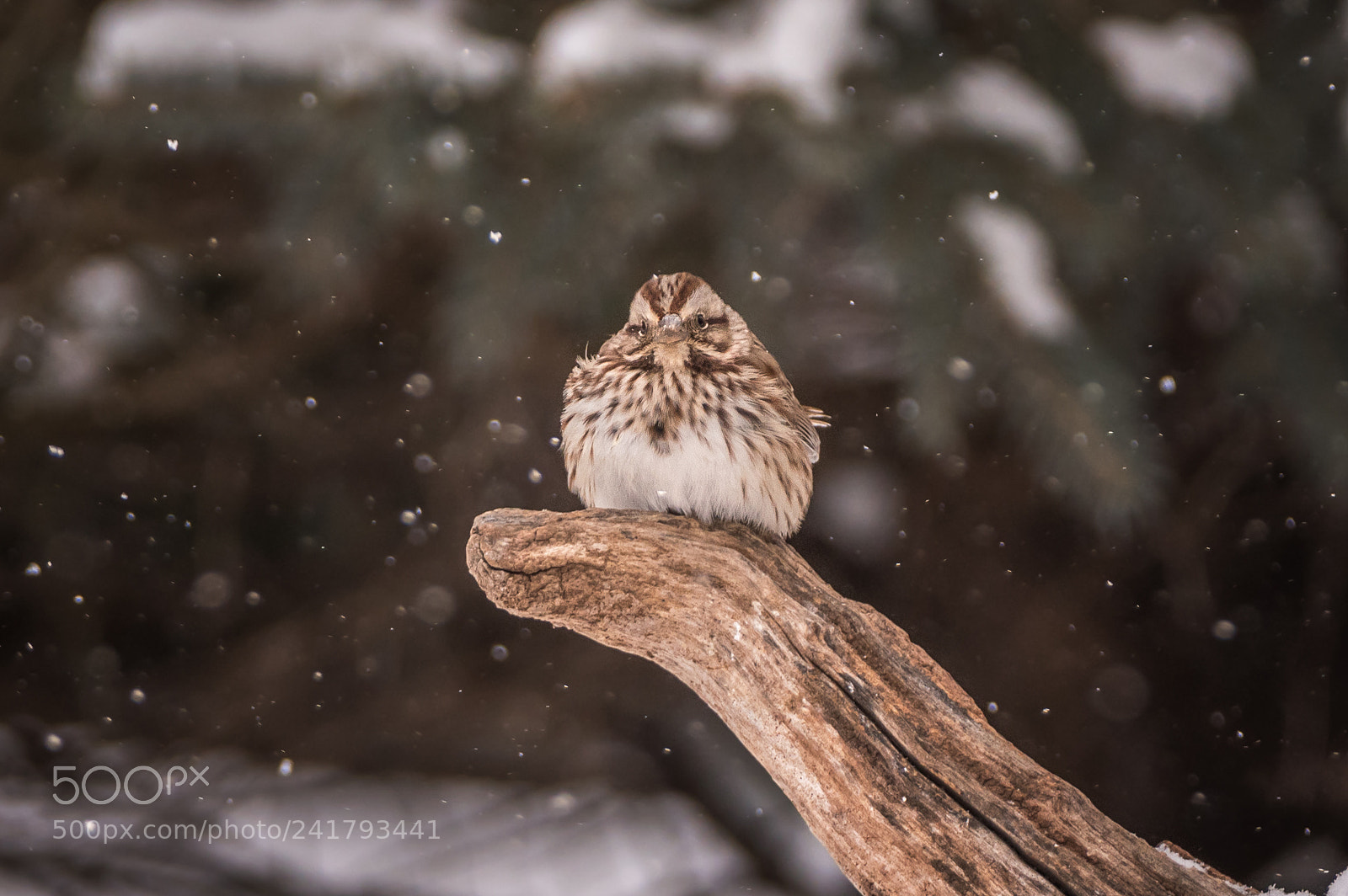 Nikon D500 sample photo. Song sparrow in winter photography