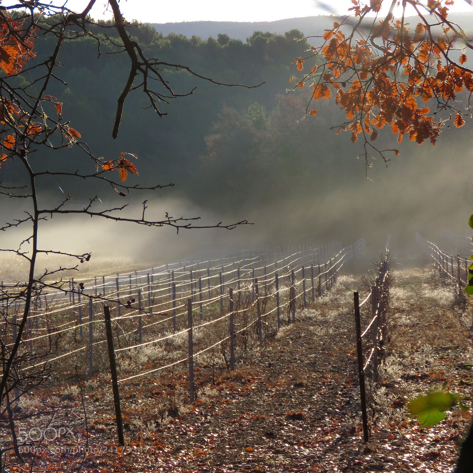 Canon PowerShot SX60 HS sample photo. Wineyard's  winter breath… photography
