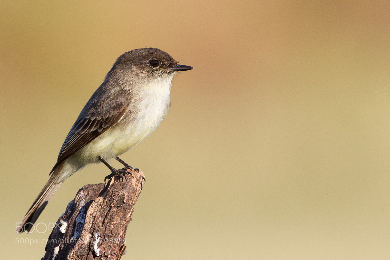 Canon EOS-1D Mark IV sample photo. Eastern phoebe photography