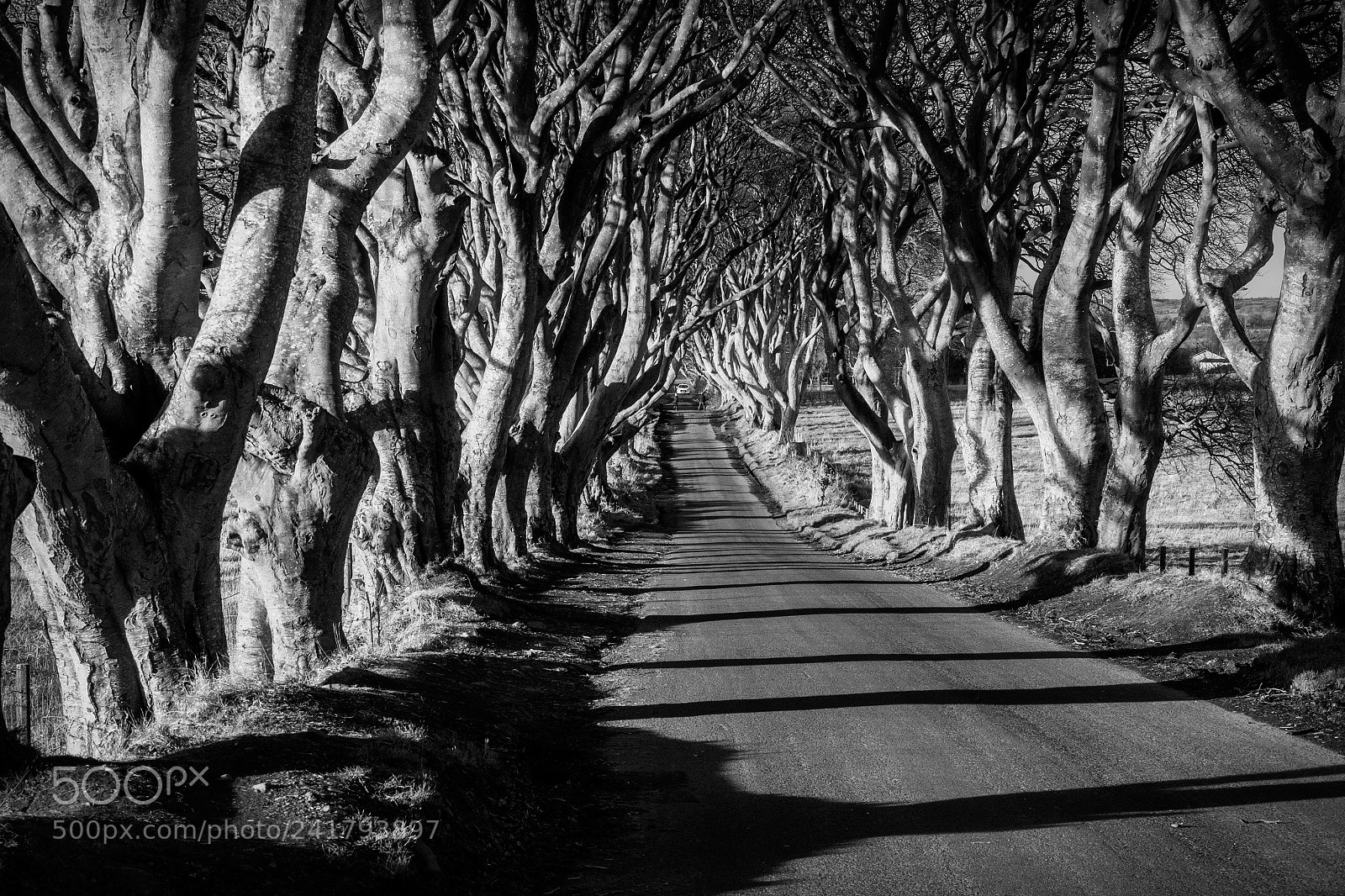 Fujifilm X-T10 sample photo. The dark hedges in photography