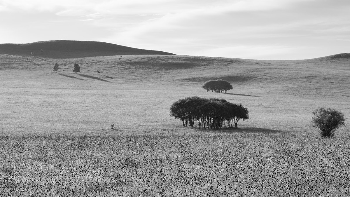 Nikon D800E sample photo. Prairie photography