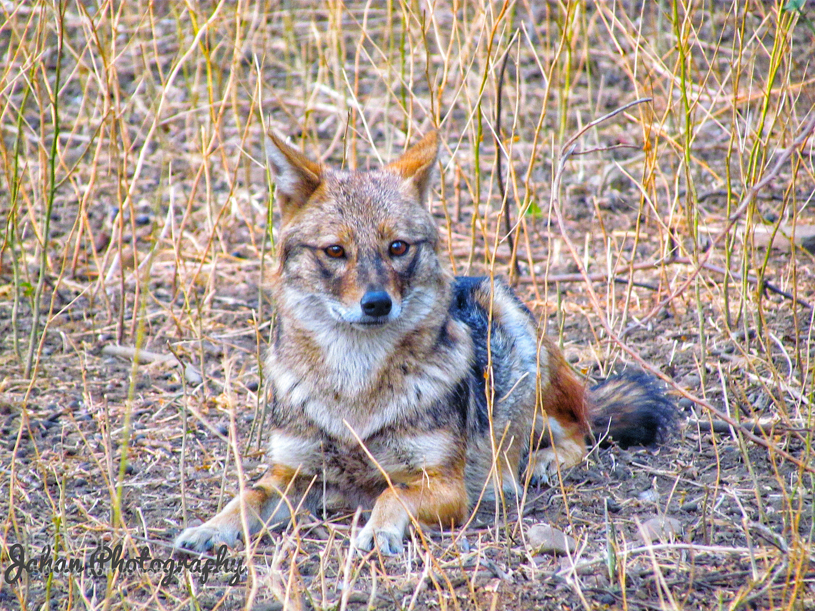 Canon PowerShot SX30 IS sample photo. His highness photography
