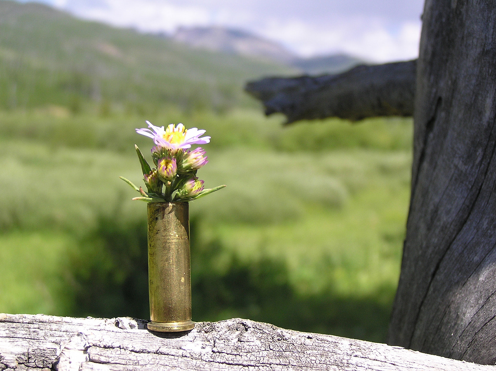 Olympus C750UZ sample photo. Montana wildflower still life photography