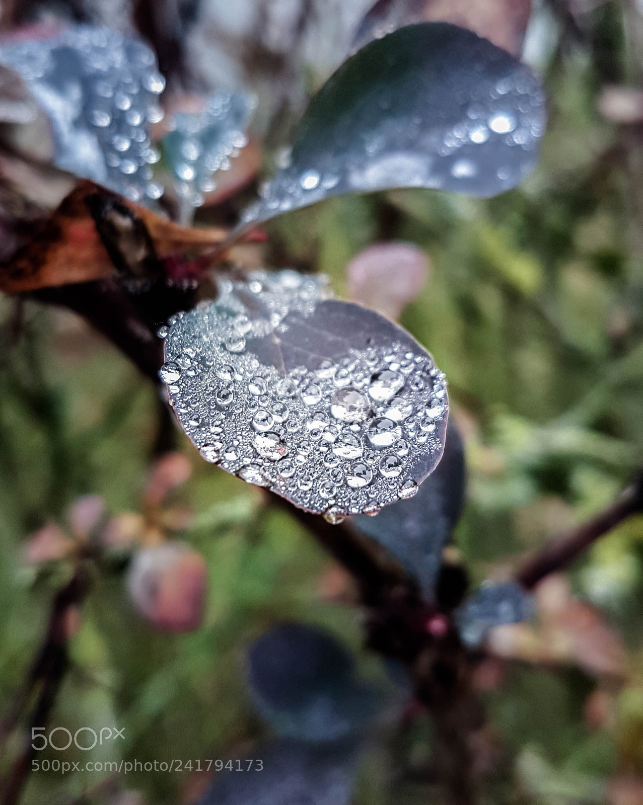 Samsung Galaxy S7 sample photo. Morning dew photography