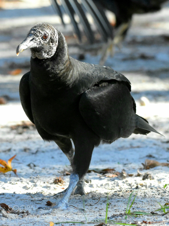 Nikon D7200 sample photo. Black vulture photography