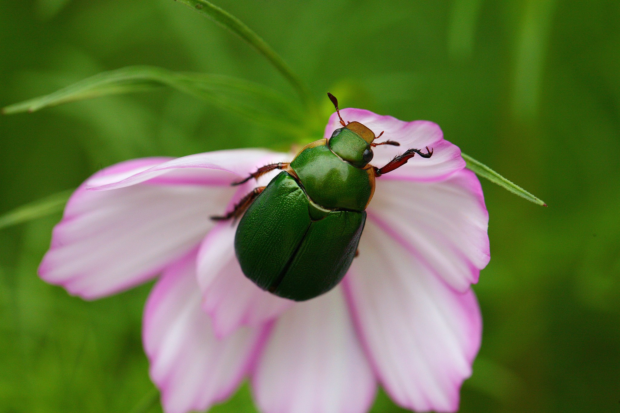 Canon EF 100mm F2.8L Macro IS USM sample photo. 金龟 photography