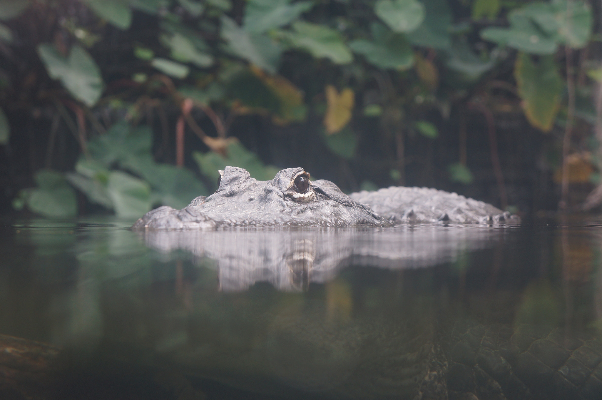 Sony Alpha NEX-5N sample photo. The eyes of crocodiles photography