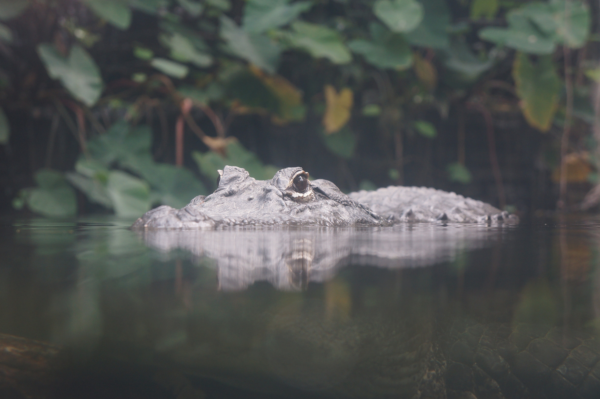 Sony FE 28-70mm F3.5-5.6 OSS sample photo. The eyes of crocodiles photography