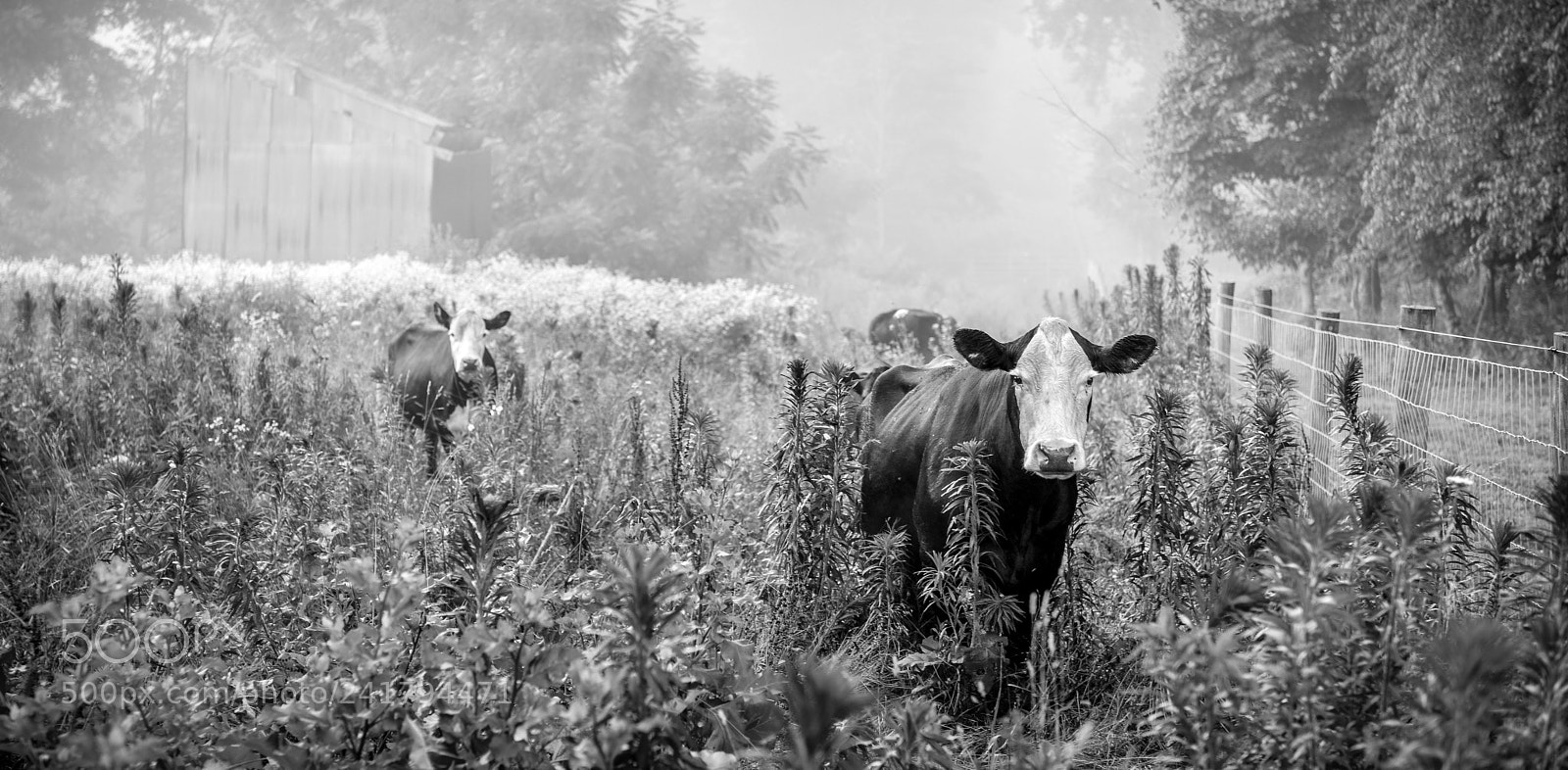 Nikon D800 sample photo. Cows photography