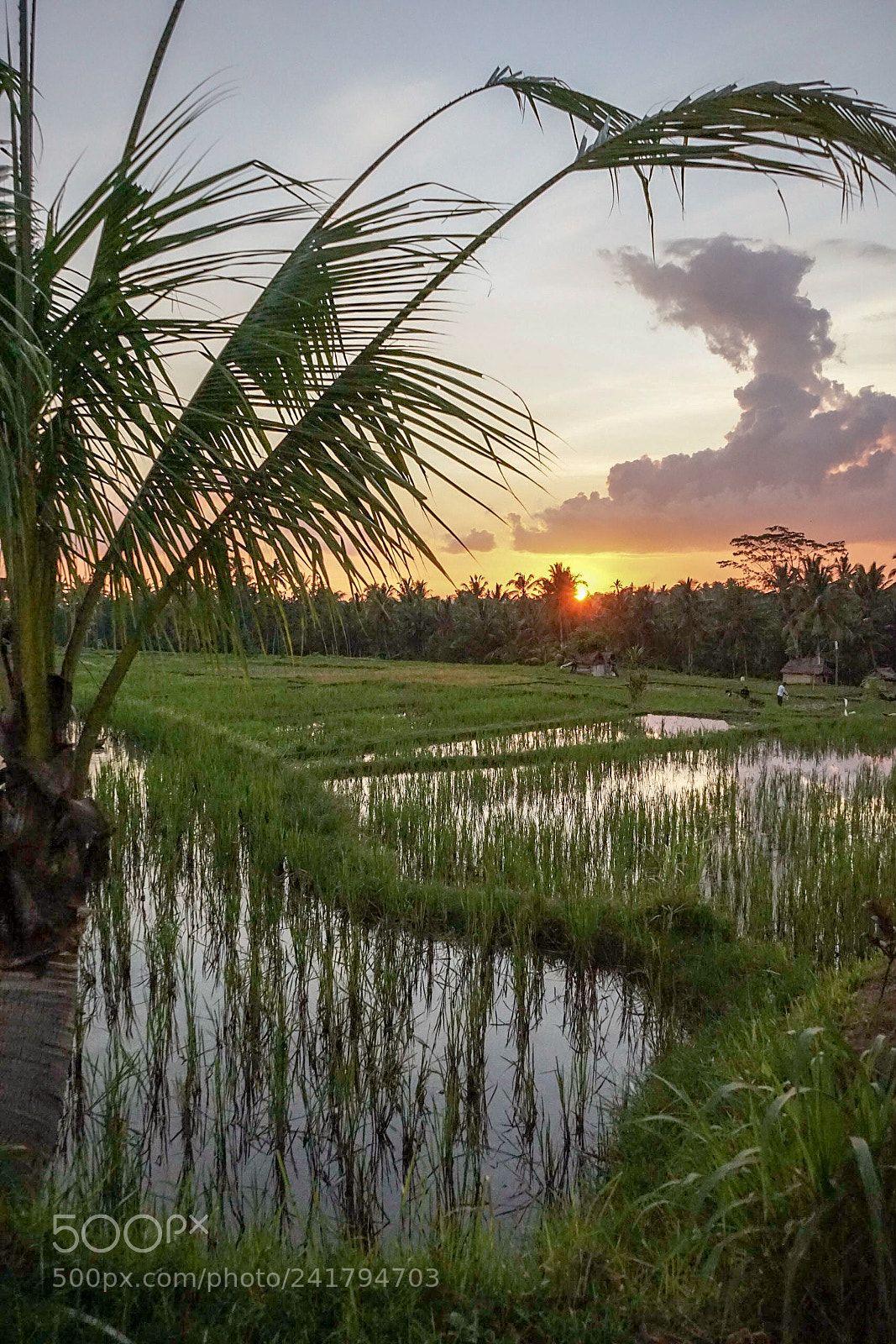 Sony a7 II sample photo. Beautiful bali. photography