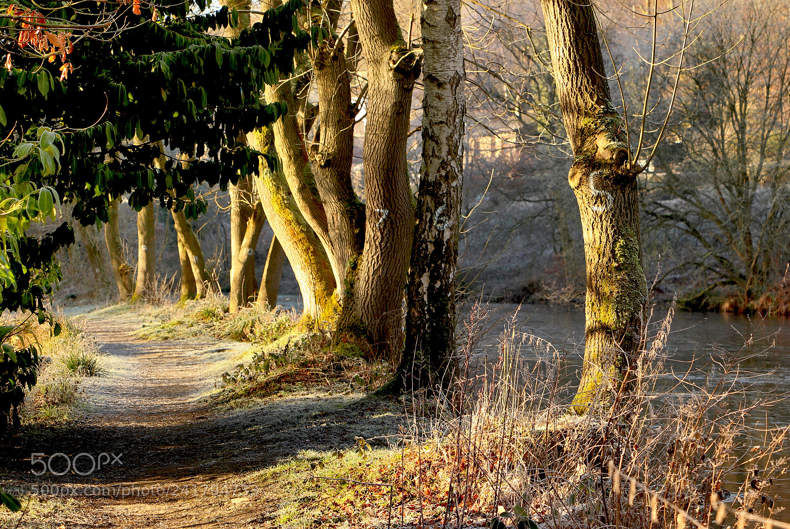 Canon EOS 100D (EOS Rebel SL1 / EOS Kiss X7) sample photo. Frosty morning photography