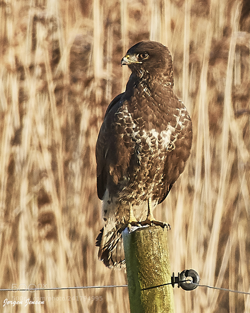 Nikon D500 sample photo. Buzzard (buteo buteo) photography