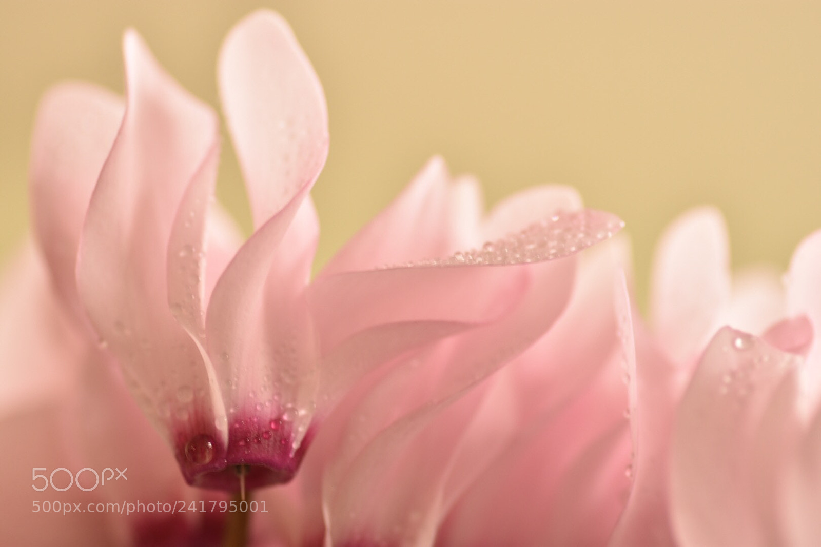 Nikon D7200 sample photo. Cylamen photography