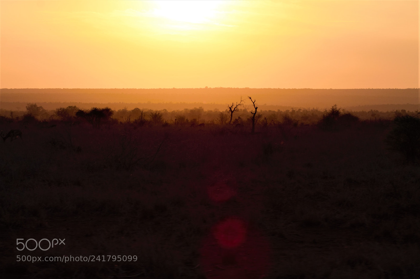 Canon EOS 1100D (EOS Rebel T3 / EOS Kiss X50) sample photo. Morning savanna in kruger photography