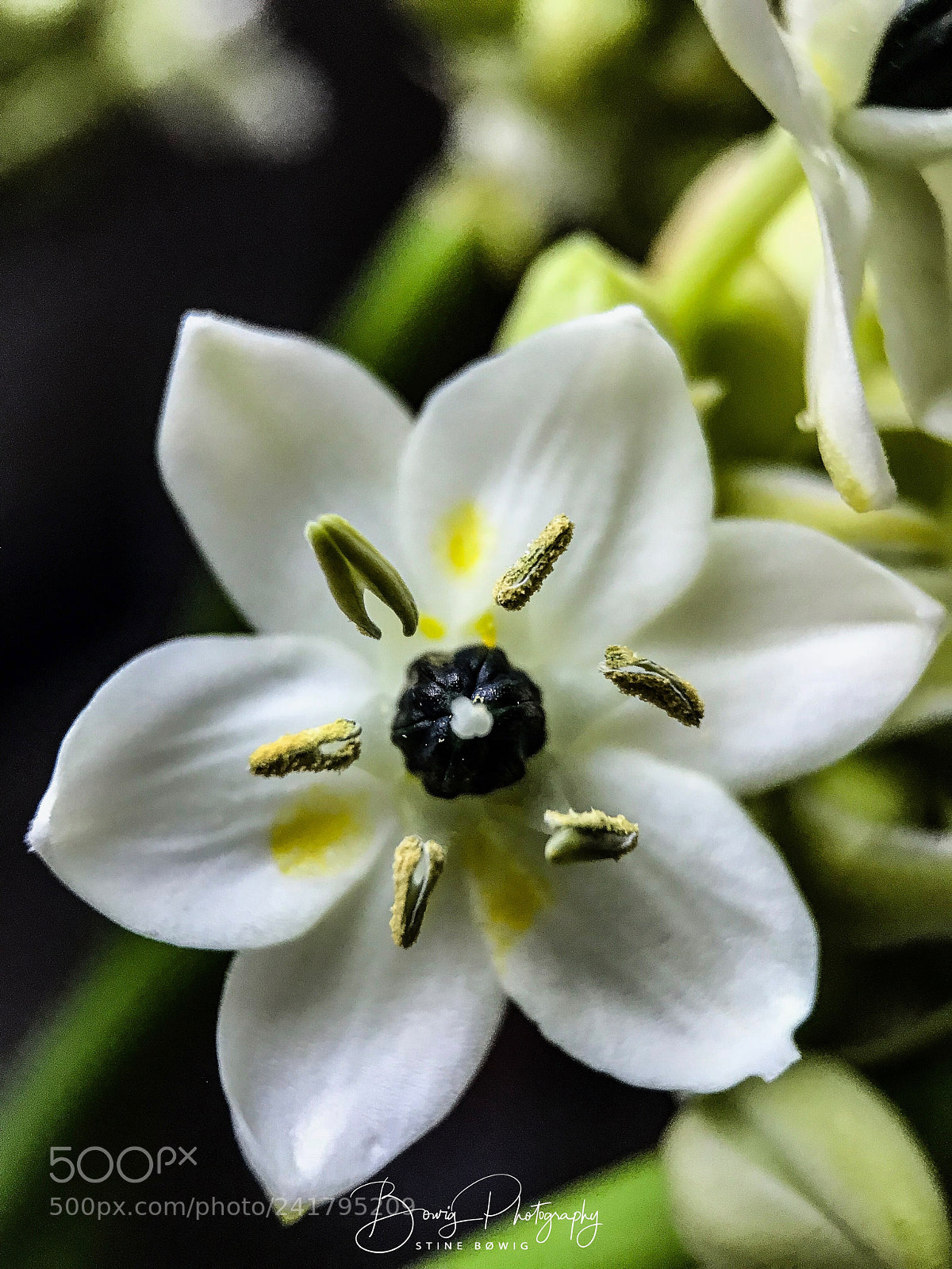 Apple iPhone 7 sample photo. A white flower in photography