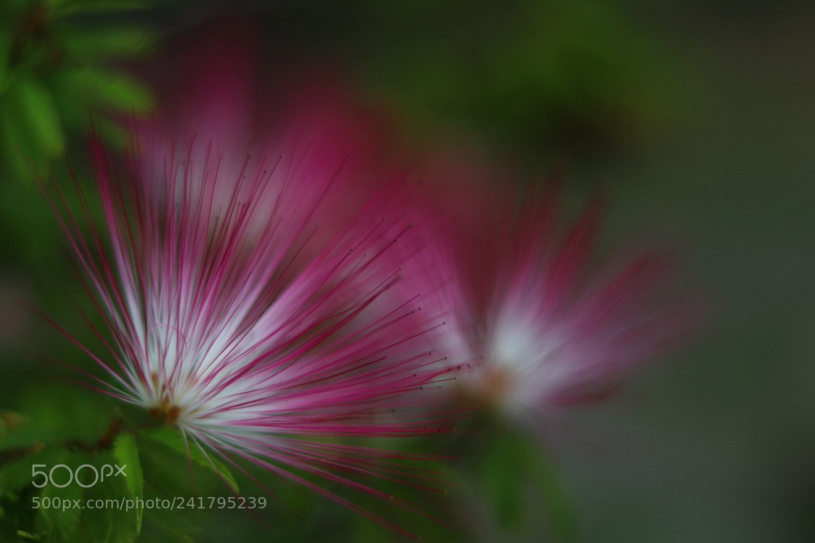 Canon EOS 80D + Canon EF 50mm F1.8 STM sample photo. Pink powderpuff photography