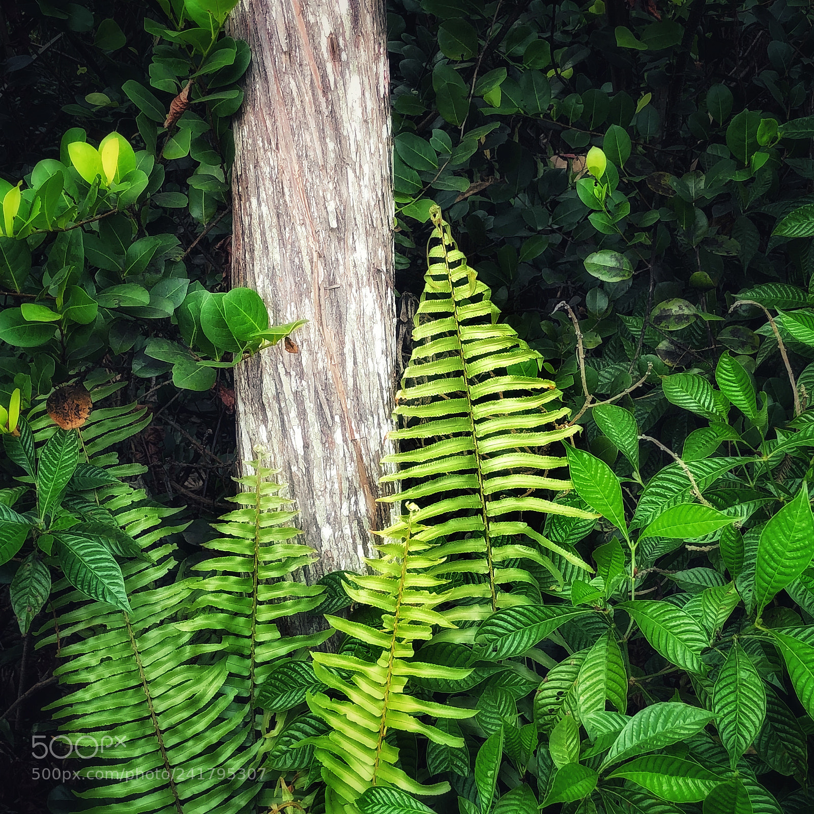 Apple iPhone X sample photo. Ferns and cypress tree photography