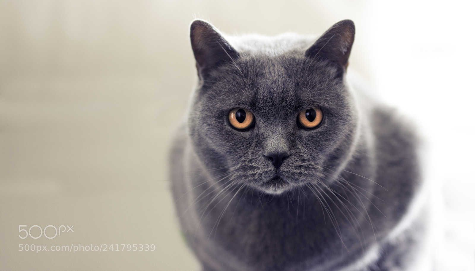 Nikon D7100 sample photo. Cat photography