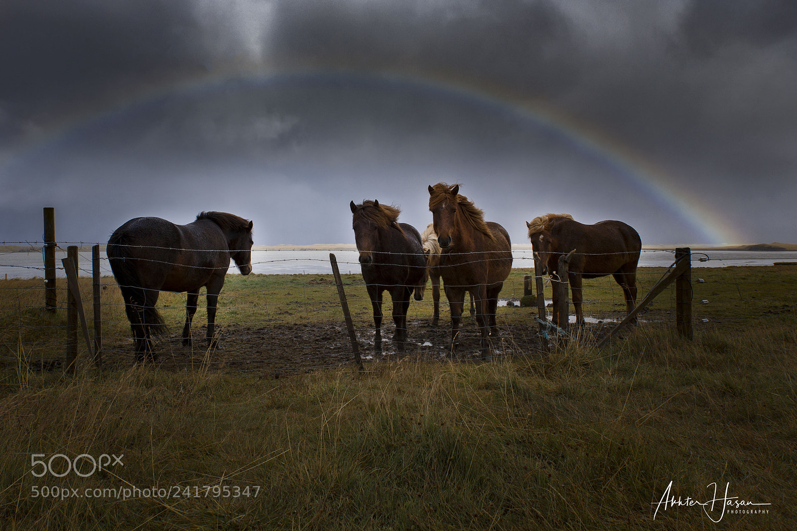 Canon EOS 6D sample photo. Rainbow and horses photography