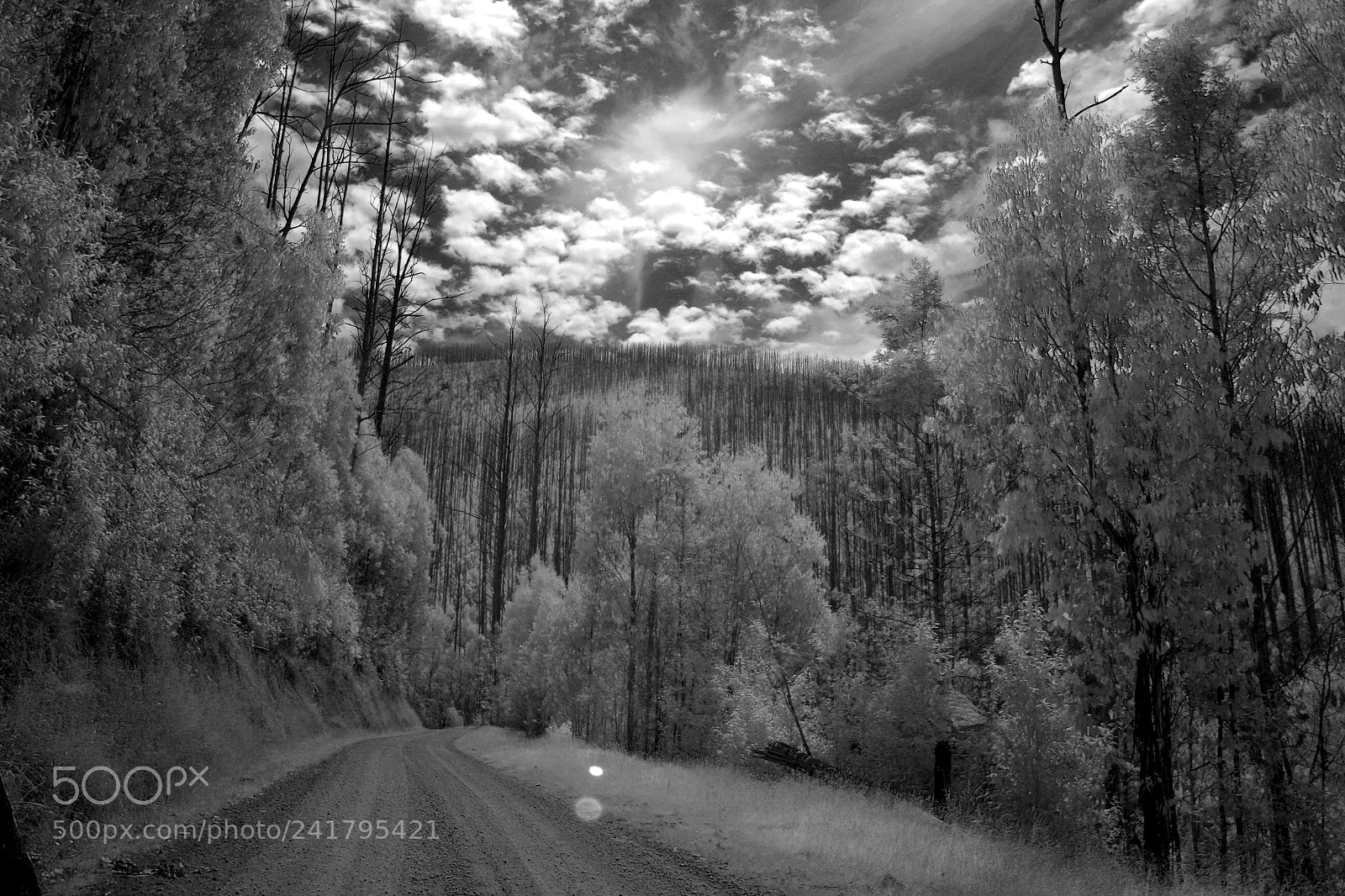 Canon EOS M10 sample photo. Bw spooky trees photography